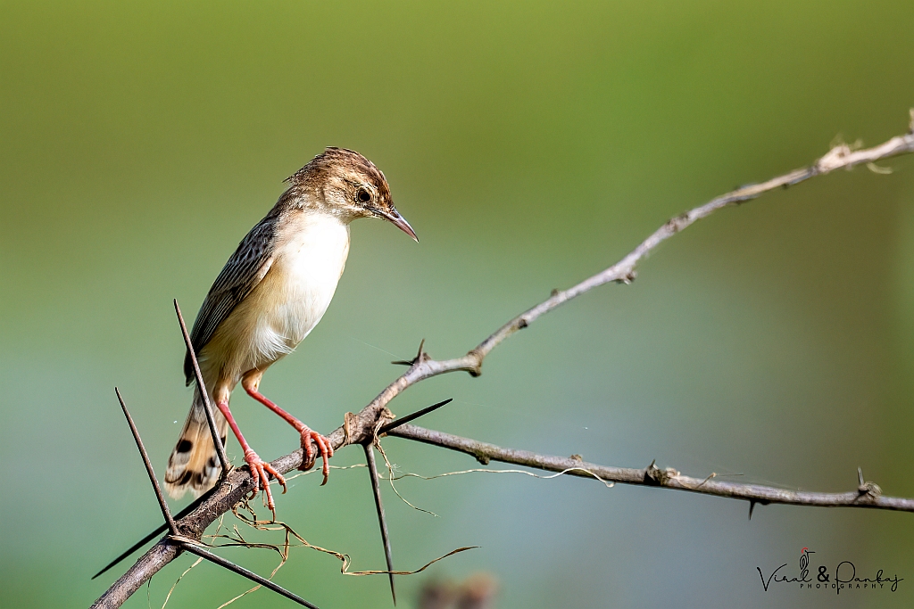 Zitting Cisticola